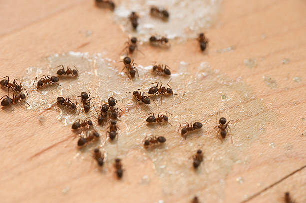 Best Spider Control Near Me  in Indianola, WA