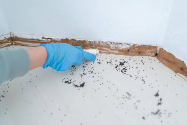 Best Rodent Control Near Me  in Indianola, WA
