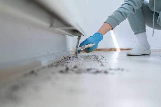 Best Termite Control Services  in Indianola, WA